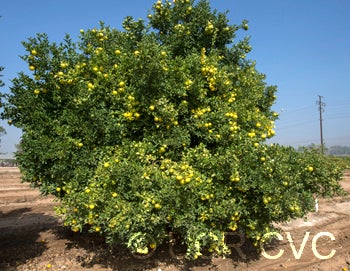 Yellow tip citrumelo (I-91-1) 91 1NGR3300001