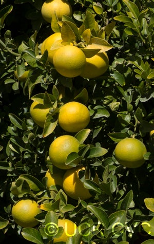 Yellow tip citrumelo (I-91-1) 91 1NGR 3300004