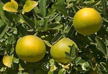 Yellow tip citrumelo (I-91-1) 91 1NGR 3300006