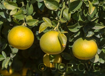 Yellow tip citrumelo 91 2NGR 3303004