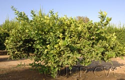 Yemen (Temoni) citron CVC 12