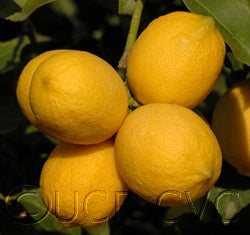 Yen Ben Lisbon lemon 29