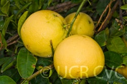 Yuma Ponderosa lemon pummelo hybrid 3488002