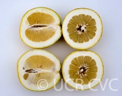 Yuma Ponderosa lemon pummelo hybrid 3488004