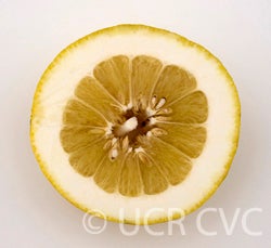Yuma Ponderosa lemon pummelo hybrid 3488005