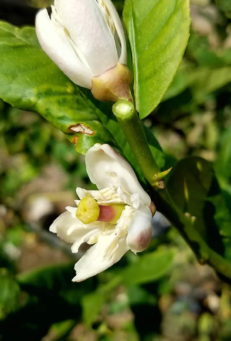 Yunnanese citron flower