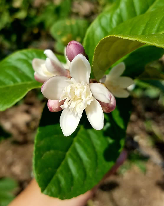 Yunnanese citron flower