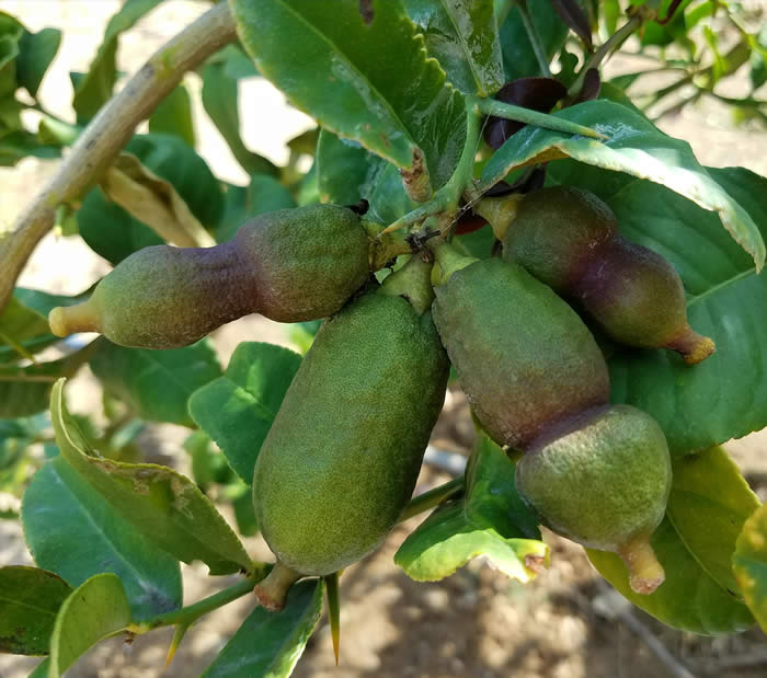 Yunnanese citron fruit