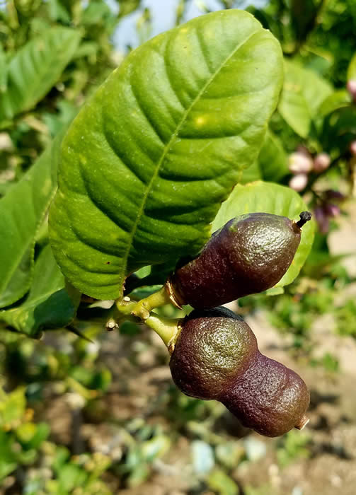 Yunnanese citron fruit