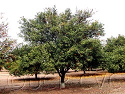 Yuzu ichandrin (papeda hybrid) photo by Toni Siebert