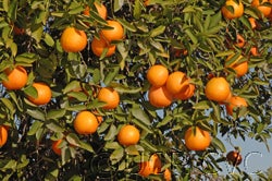 Zhuluan sour orange hybrid CRC3930-03