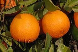Zhuluan sour orange hybrid CRC3930