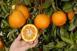 Zhuluan sour orange hybrid CRC3930 #2