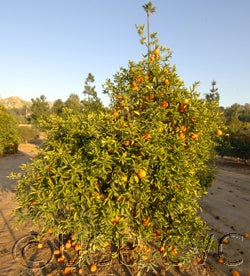 Zhuluan sour orange hybrid CRC3981-01