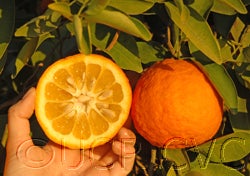 Zhuluan sour orange hybrid CRC3981-03