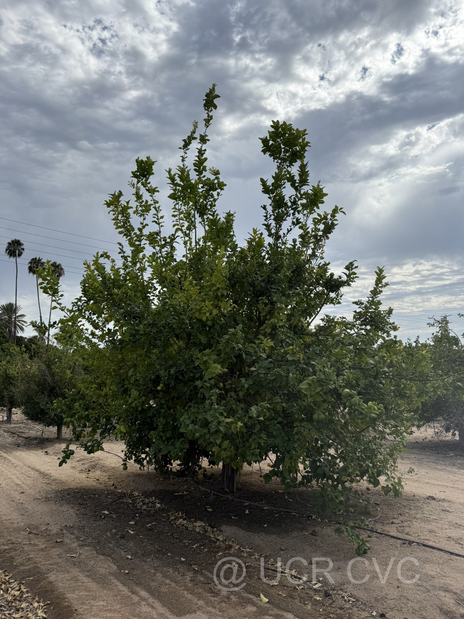 adamopolou_crc_4247_001.jpg