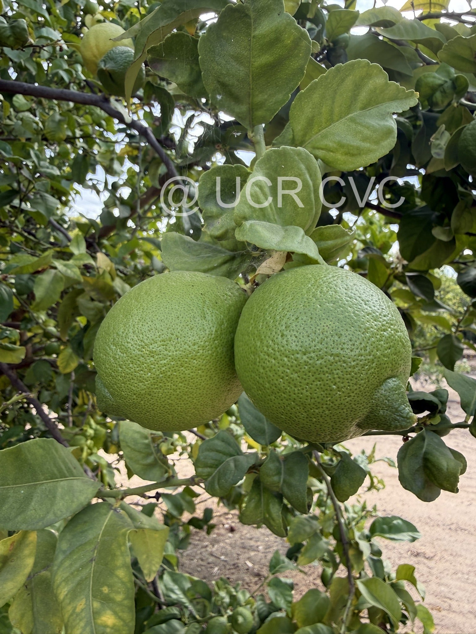 adamopolou_crc_4247_002.jpg