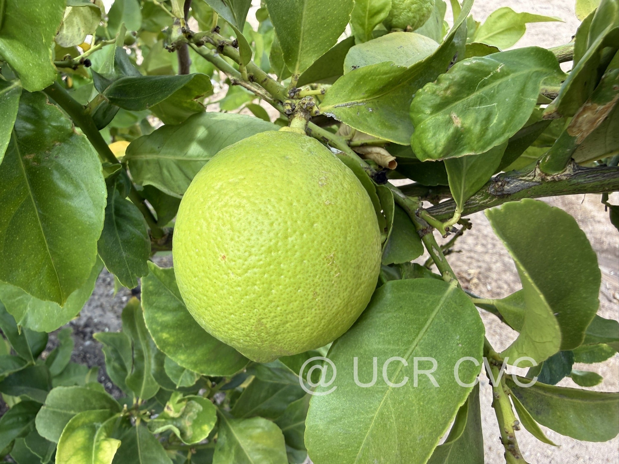 adamopolou_crc_4247_003.jpg