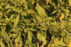 afragle paniculata photo 3