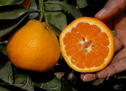 Aguzdera satsuma mandarin CRC4090007