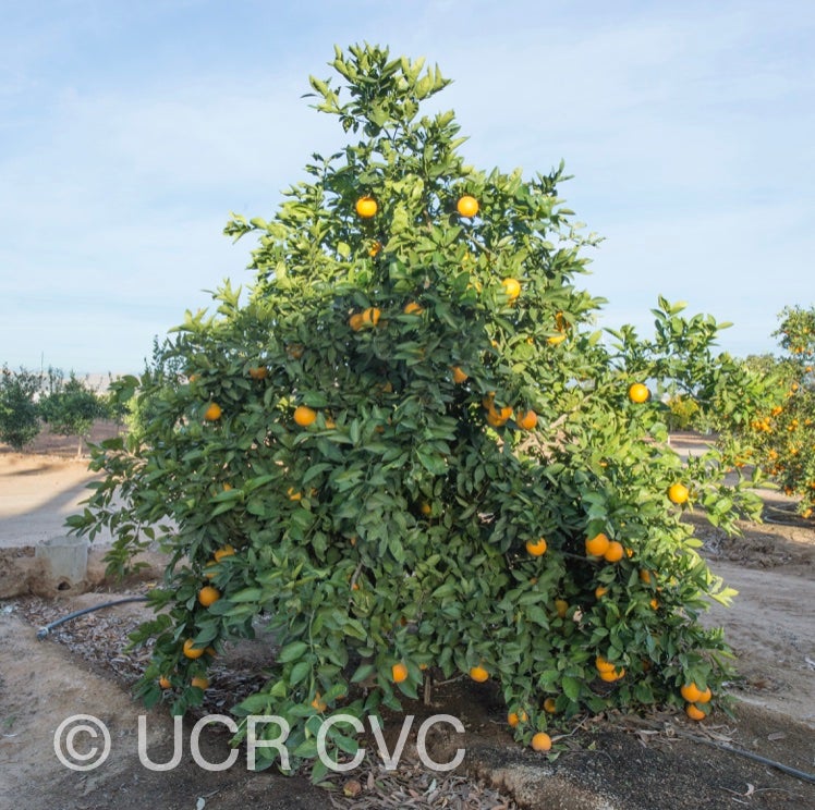 apopka_navel_orange_crc_4151_007.jpg