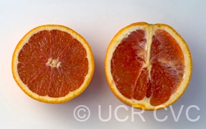 California Rojo Navel Orange crc4201004