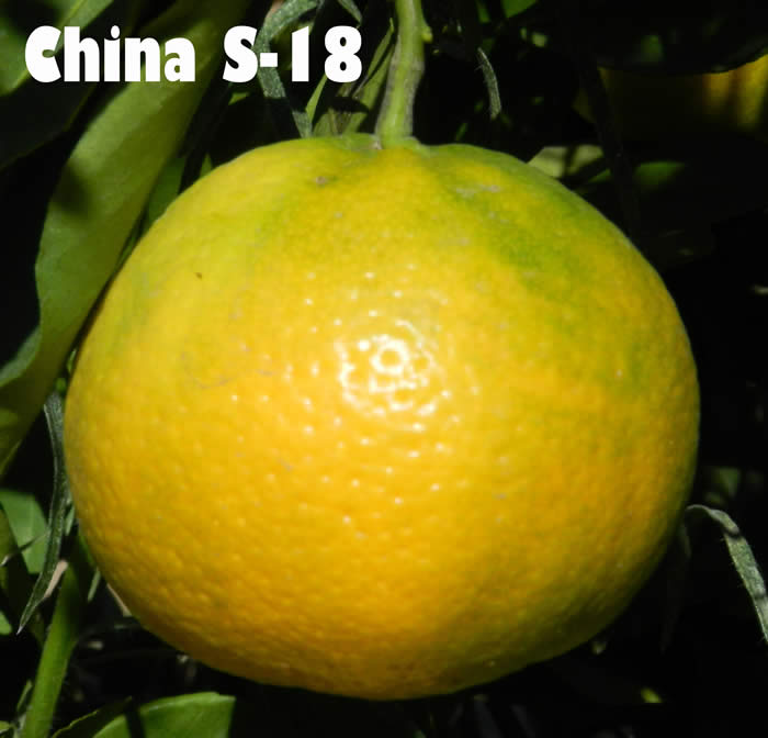 chinas-1812b-2-9001