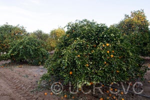 Cipo sweet orange | Collection Givaudan at Variety Citrus UCR