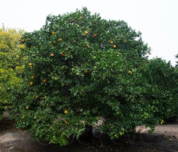 citradiatrifoliatexsourorangehybridcrc1436002.jpg