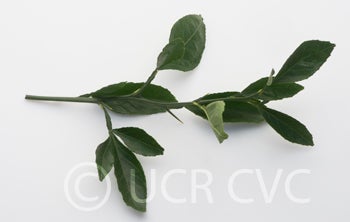 citrondarintrifoliatexsatsumahybridcrc3881007.jpg