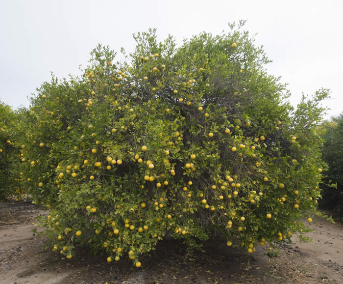 citrumelohallgrapefruitxtrifoliatecrc3821001.jpg