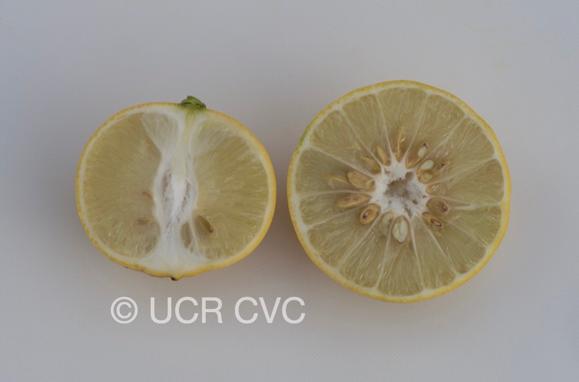 citrus_excelsa_papeda_hybrid_crc_2316_006.jpg