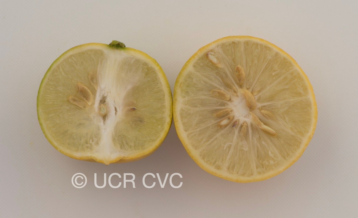 citrus_excelsa_papeda_hybrid_crc_2892_009.jpg