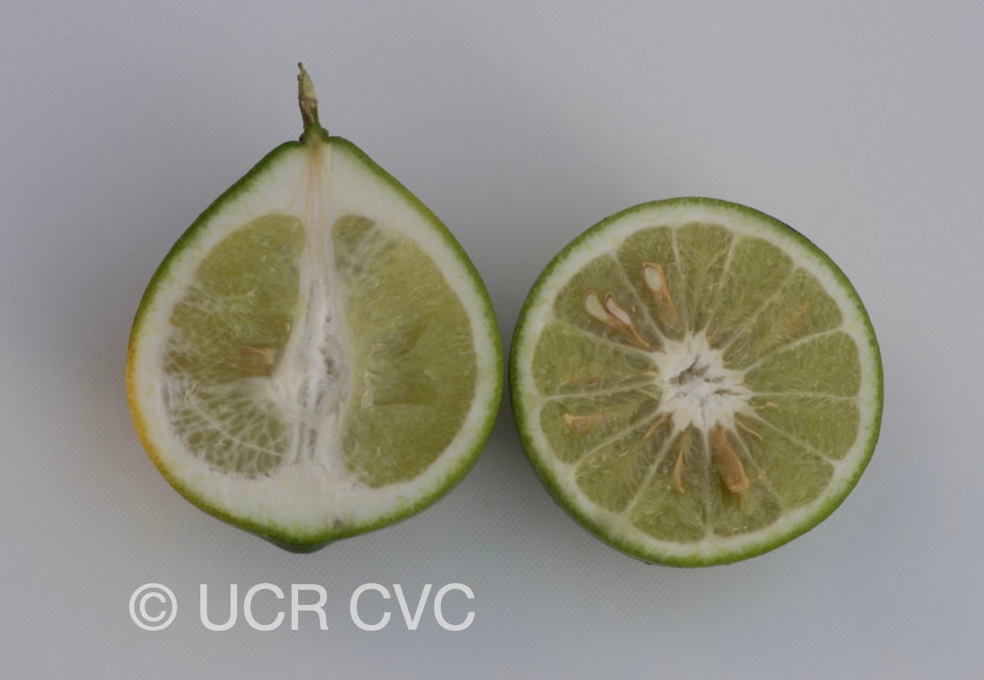 citrus_hystrix_cabuyao_crc_432_005.jpg