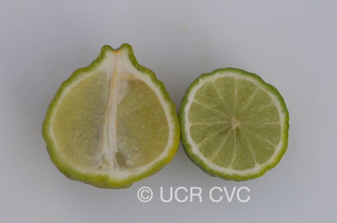 citrus_hystrix_crc_3103_006.jpg