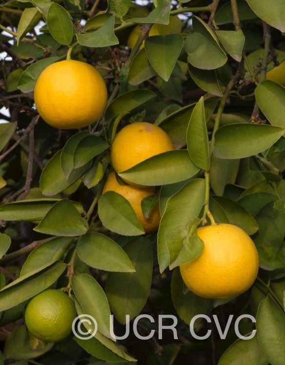 citrus_limettoides_sweet_lime_crc_919_003.jpg