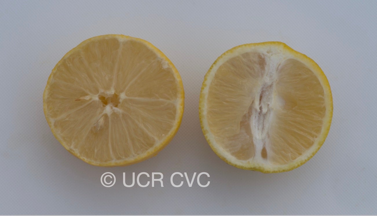 citrus_limettoides_sweet_lime_crc_921_011.jpg