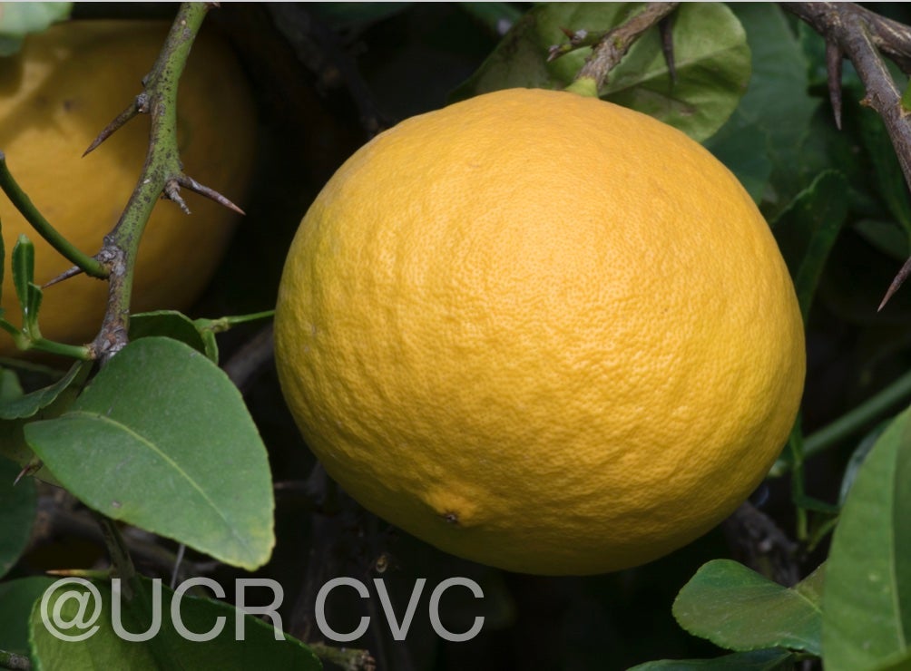citrus_pennivesiculata_crc_2434_002.jpg