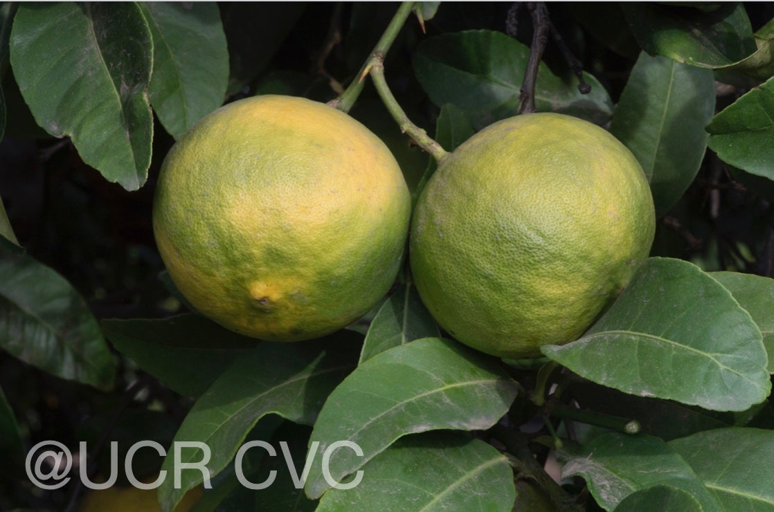 citrus_pennivesiculata_crc_2434_004.jpg