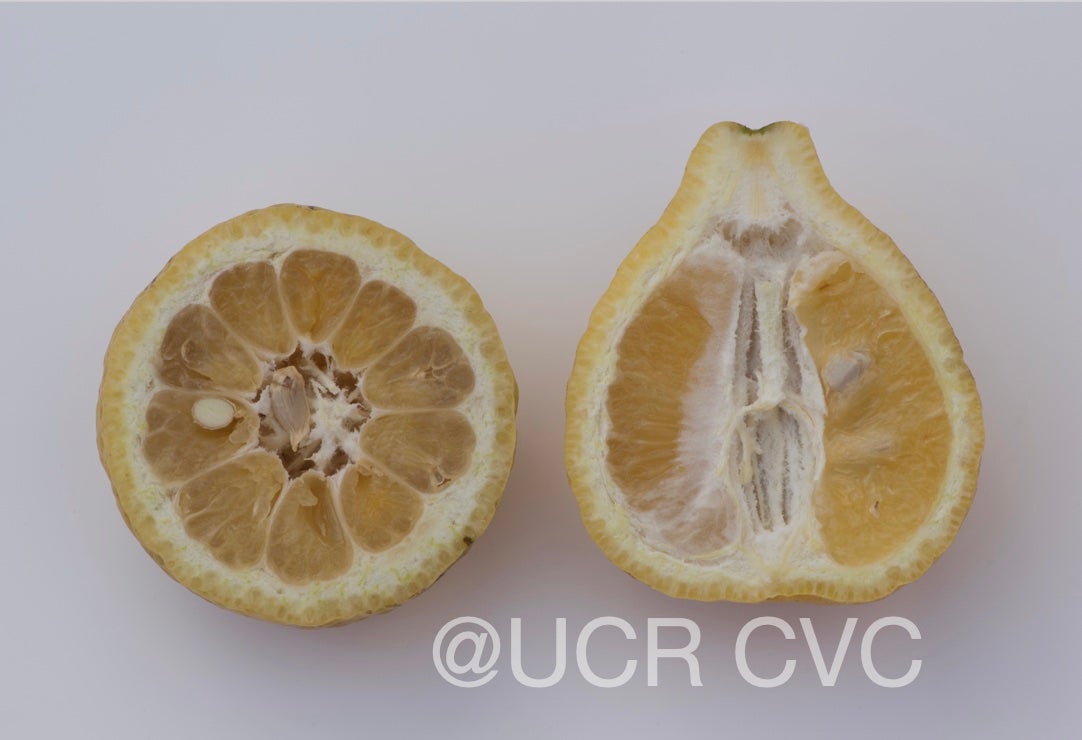 citrus_ujukitsu_crc_3467_005.jpg