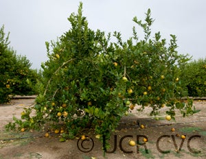 citrusassamensislemonhybridcrc3173003.jpg