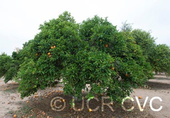 citrusfunadokotangorcrc3274002.jpg