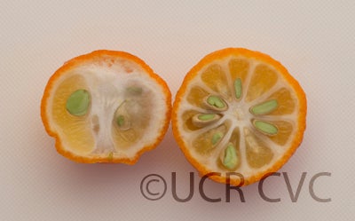 citrusindicahybridcrc3163010.jpg