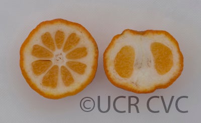 citrusindicaopshybridcrc3163008.jpg