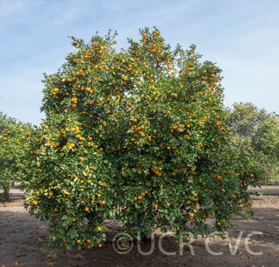 citruskerajimandarincrc3144002.jpg