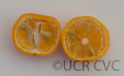 citruskerajimandarincrc3144007.jpg