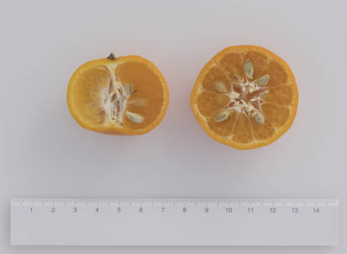 Kinokuni mandarin CRC 0696 004