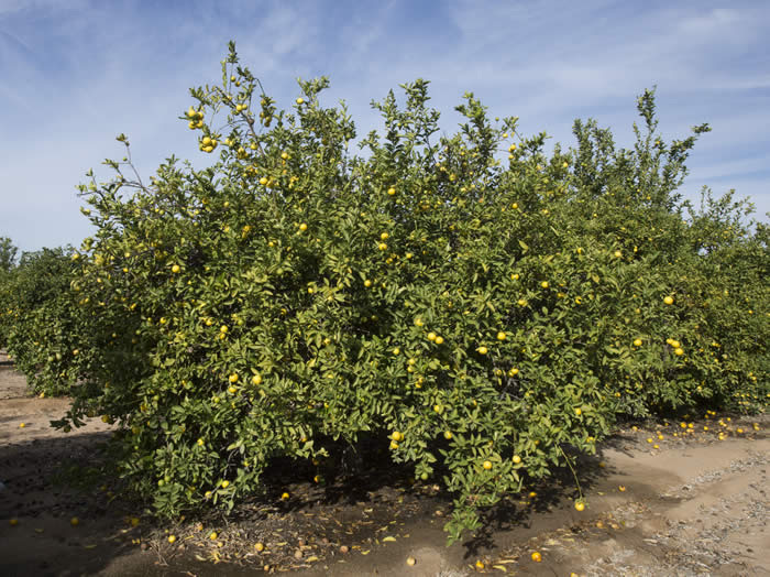 citruslimettoidessweetlimecrc919002.jpg citruslimettoidessweetlimecrc919002.jpg