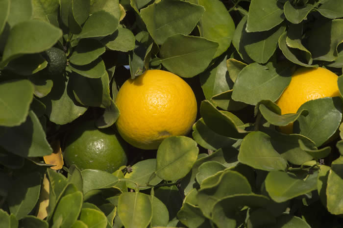 Citrus longispina Wester Winged Lime crc2320006.jpg