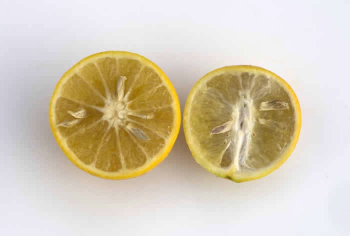 Citrus longispina Wester Winged Lime crc2320007.jpg